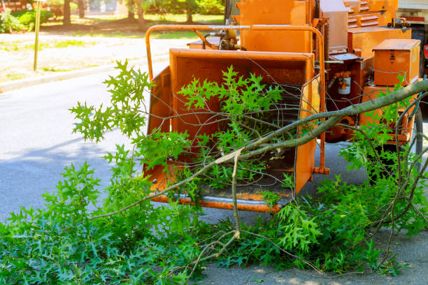 Best Stump Grinding and Removal  in Manawa, WI