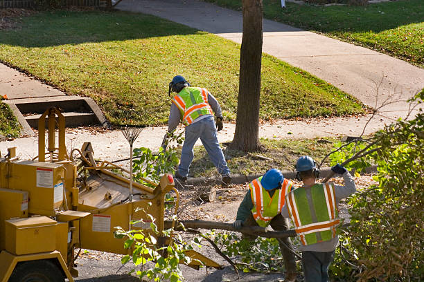 Best Tree Maintenance Programs  in Manawa, WI