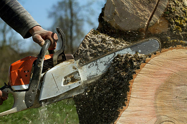 Best Root Management and Removal  in Manawa, WI